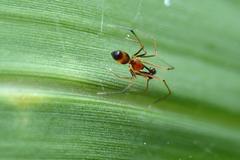 Coleosoma