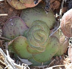 Crassula pseudohemisphaerica