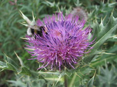 Cirsium pugnax