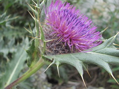 Cirsium pugnax