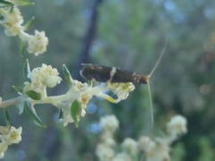 Adelidae