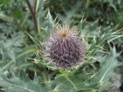 Cirsium pugnax