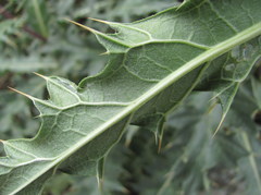 Cirsium pugnax