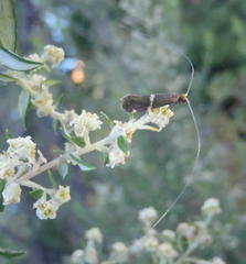 Adelidae