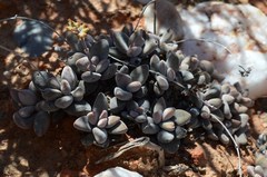 Crassula sericea sericea