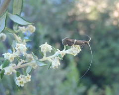 Adelidae