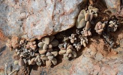 Crassula sericea sericea