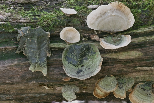 Stereum fasciatum