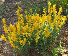 Genista tricuspidata