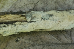 Hyphodontia arguta