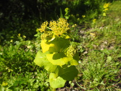 Smyrnium perfoliatum