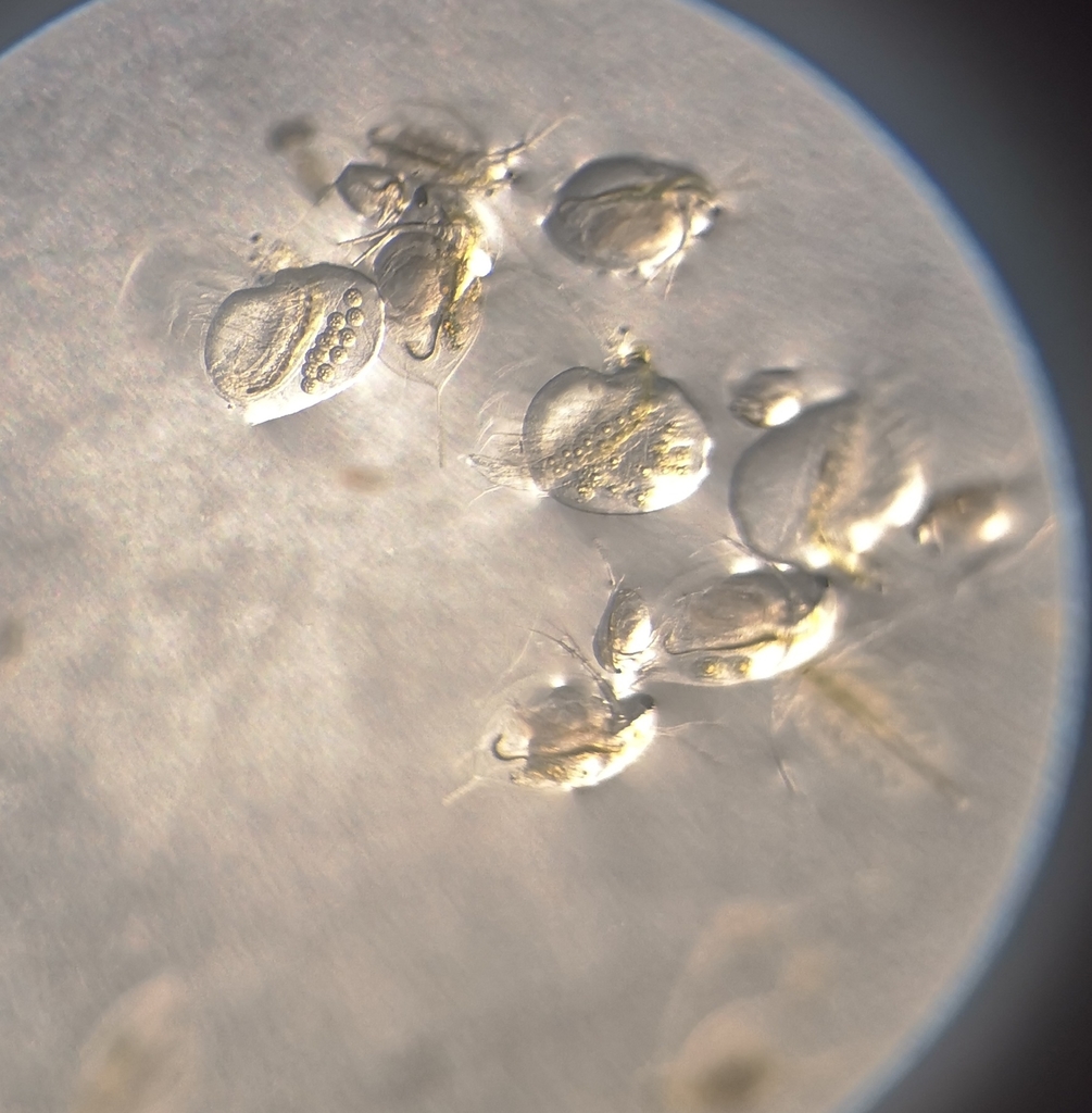jelly waterflea