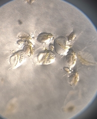 Holopedium gibberum