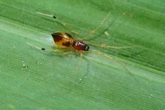 Coleosoma