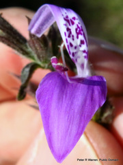 Justiciinae