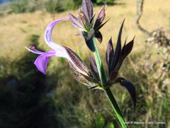 Justiciinae
