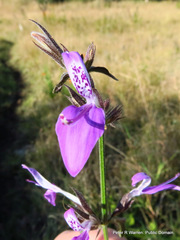Justiciinae