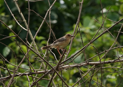 Cisticola erythrops