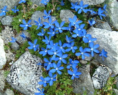 Gentiana bavarica subacaulis
