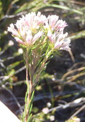 Phylica lachneaeoides