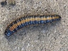 Omphalocera munroei