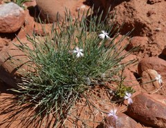 Dianthus namaensis
