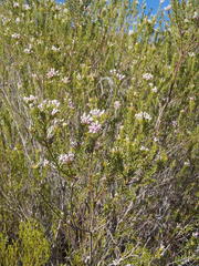 Phylica lachneaeoides