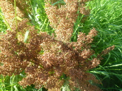 Rumex aquaticus