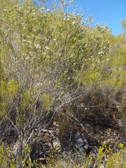 Phylica lachneaeoides