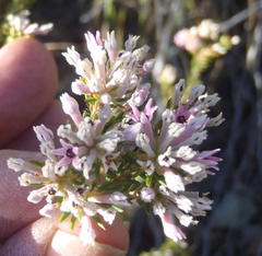 Phylica lachneaeoides
