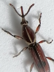 Trachelizini