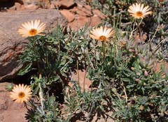 Dimorphotheca tragus