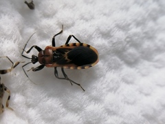 Haematoloecha nigrorufa