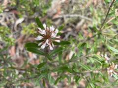 Grevillea phylicoides
