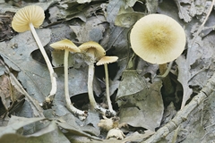 Entoloma flavoviride