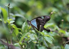 Papilio phorcas