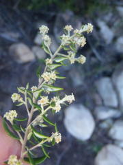 Phylica paniculata