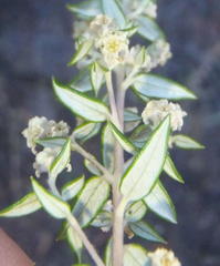Phylica paniculata