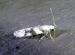 Coleotechnites atrupictella