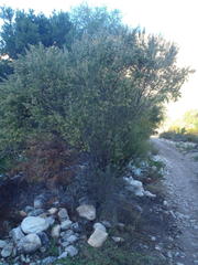 Phylica paniculata