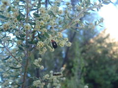 Phylica paniculata