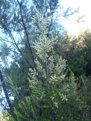 Phylica paniculata