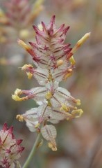 Dyerophytum africanum