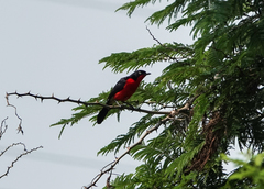 Laniarius erythrogaster