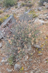 Dyerophytum africanum