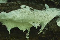 Trechispora mollusca