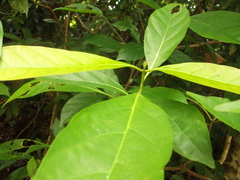 Neonauclea glabra