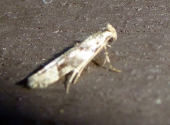 Coleotechnites atrupictella