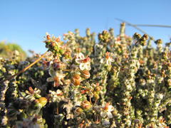 Pharnaceum microphyllum microphyllum