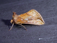 Plusia putnami